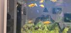 Malawi cichliden bestand, Dieren en Toebehoren, Vissen | Aquariumvissen, Vis