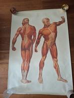 Poster spieren menselijk lichaam, Verzamelen, Posters, Ophalen of Verzenden, A1 t/m A3
