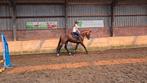 Sky (La Costa Es x Placido) – 3-jarige ruin – 1.70m, Dieren en Toebehoren, Paarden, Springpaard, Gechipt, Ruin, Zadelmak