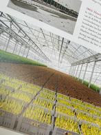 Van windhandel tot wereldhandel. Canon van de bloembollen, Ophalen of Verzenden, Volle zon, Bloembol