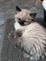 Regdoll kittens🤗, Dieren en Toebehoren, Katten en Kittens | Raskatten | Langhaar, Kater