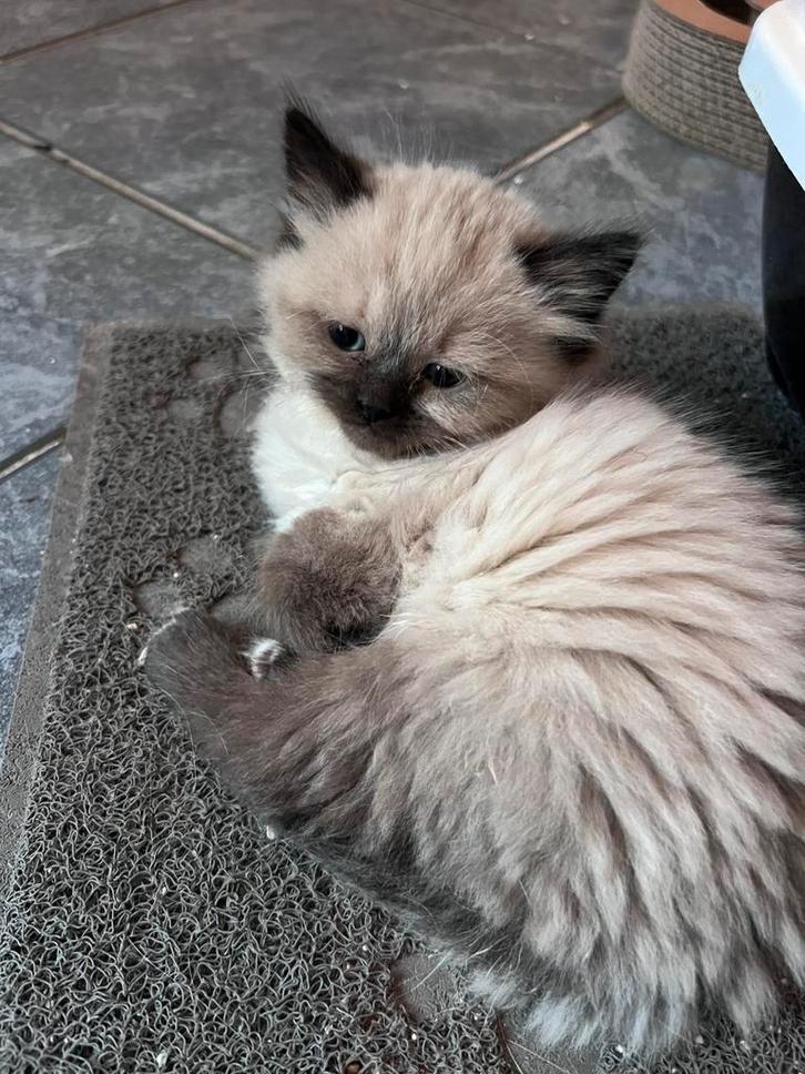 Regdoll kittens🤗, Dieren en Toebehoren, Katten en Kittens | Raskatten | Langhaar, Kater