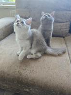 Prachtige kittens ragdoll x britsekorthaar kruising, Dieren en Toebehoren, Meerdere dieren, Ontwormd, 0 tot 2 jaar