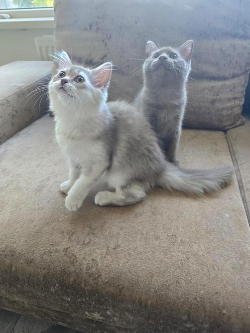 Prachtige kittens ragdoll x britsekorthaar kruising, Dieren en Toebehoren, Katten en Kittens | Raskatten | Korthaar, Meerdere dieren