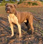 Ervaren dekreu american Stafford, Rabiës (hondsdolheid), Reu, 1 tot 2 jaar, Eén hond