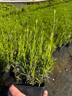 Lavendel, Tuin en Terras, Planten | Tuinplanten, Ophalen, Zomer, Overige soorten, Volle zon