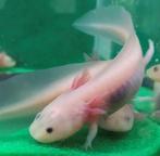 Axolotl Leucistic, 0 tot 2 jaar, Tam, Amfibie