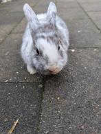 Lief vrouwtjes konijn 10 weken oud, Dieren en Toebehoren, Konijnen, Vrouwelijk