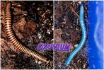 Benoitolus siamensis miljoenpoten / millipedes, Dieren en Toebehoren, Insecten en Spinnen, Overige soorten