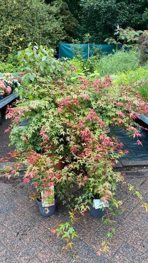 Japanse esdoorn ‘ beni maiko’ deze week nog 10% korting, Tuin en Terras, Planten | Struiken en Hagen, Overige soorten, Ophalen