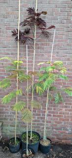 Albizia julibrissin, perzische slaapboom. Diverse soorten, Tuin en Terras, Volle zon, Minder dan 100 cm, Zomer, Overige soorten