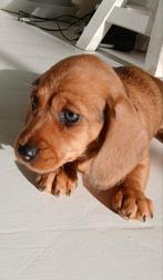 Te koop Teckelpup., Dieren en Toebehoren, Honden | Teckels en Dashonden, 8 tot 15 weken, Korthaar, Meerdere, Meerdere dieren