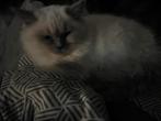 Siamees seal point/Ragdoll blue lynx kittens, Dieren en Toebehoren, Katten en Kittens | Overige Katten, Meerdere dieren, Langharig