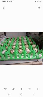 Broedeieren Japanse en Jumbo kwartels en Texas witte kwartel, Dieren en Toebehoren, Pluimvee, Geslacht onbekend, Overige soorten