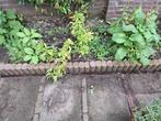 Palissade randen voor tuin, Tuin en Terras, Bielzen en Borders, Ophalen, Gebruikt, Minder dan 25 cm, Border