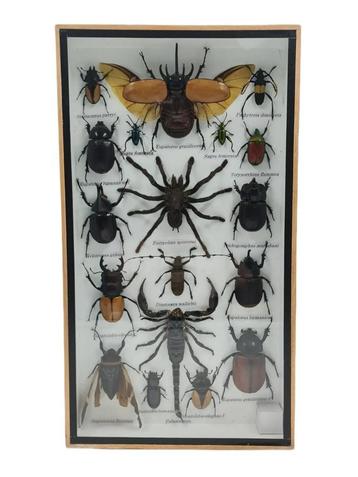 Insecten Box Verticaal | 18 Opgezette Insecten | 36x20 cm beschikbaar voor biedingen