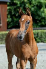 Halfzus Pavo cup winnaar en GP paard Happyness E, Dieren en Toebehoren, Paarden, Merrie, Gechipt, Dressuurpaard, 0 tot 2 jaar