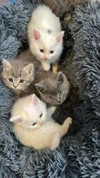 Prachtige britse korthaar, Dieren en Toebehoren, Katten en Kittens | Raskatten | Langhaar, Poes