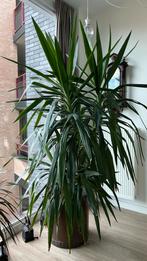 Grote Yucca kamerplant te koop, Huis en Inrichting, Kamerplanten, 200 cm of meer, In pot, Yucca, Groene kamerplant