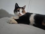 Liefdevolle Poesje zoekt liefdevol huis, Dieren en Toebehoren, Katten en Kittens | Overige Katten, Poes