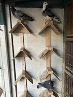 Prachtige postduiven te koop, Meerdere dieren, Postduif