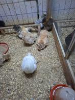 Broedeieren van zijde  hoeders zijn mooie kleine krieltjes, Dieren en Toebehoren, Pluimvee, Geslacht onbekend, Kip