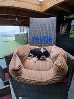 Te koop mooie speelse boomer pups, Dieren en Toebehoren, Parvo, 8 tot 15 weken, Meerdere, Nederland