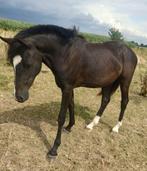 2 jarige New Forest merrie ( nieuwe advertentie ), Dieren en Toebehoren, Merrie, Gechipt, 0 tot 2 jaar, Onbeleerd
