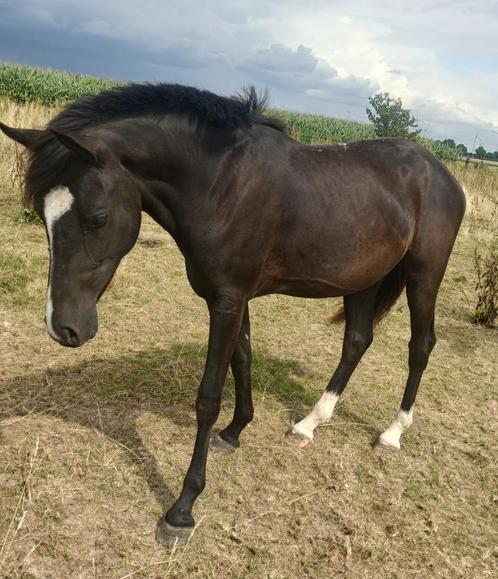 2 jarige New Forest merrie ( nieuwe advertentie ), Dieren en Toebehoren, Pony's, Merrie, Onbeleerd, D pony (1.37m tot 1.48m), Recreatiepony