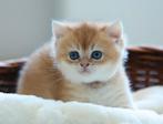 British shorthair golden shaded, Dieren en Toebehoren, Ontwormd