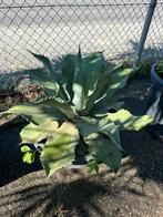 2 grote avave planten, Ophalen