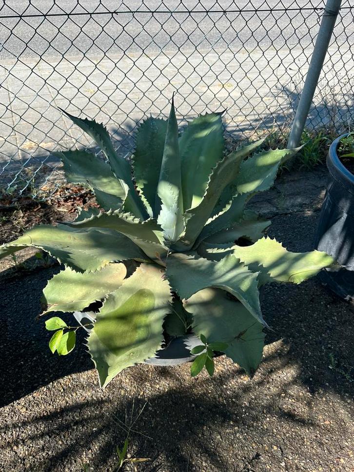 2 grote avave planten, Tuin en Terras, Planten | Bomen, Ophalen