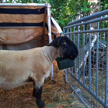 Suffolk Ram beschikbaar voor biedingen
