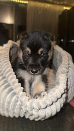 5 schattige duitsen herder puppy’s tekoop️, Rabiës (hondsdolheid), 8 tot 15 weken, Meerdere, Meerdere dieren