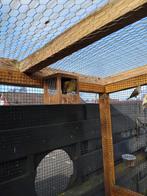 Diverse bastaarden kanarie, Dieren en Toebehoren, Vogels | Overige Vogels, Vrouwelijk