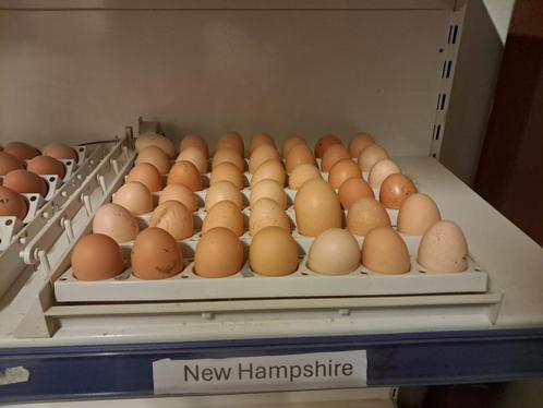 new hampshire broedeieren - bevruchting 85 a 90%, Dieren en Toebehoren, Pluimvee, Kip, Geslacht onbekend