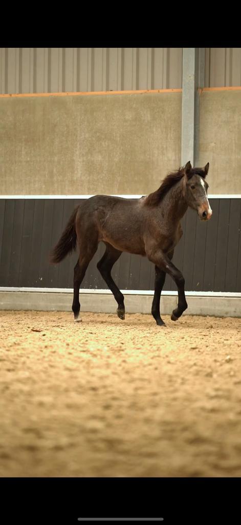 PRE merrie jaarling te koop, Dieren en Toebehoren, Pony's, Merrie, 0 tot 2 jaar, Ontwormd