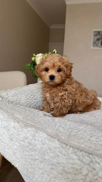 Premiuj Maltipoo f2 reutje micro beschikbaar voor biedingen