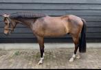 Gave toekomstige sportpony te koop, Dieren en Toebehoren, Pony's, Ruin, Springpony, 3 tot 6 jaar, Ingeënt
