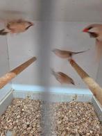 Bruine spitstaarten, Dieren en Toebehoren, Vrouwelijk, Kleurkanarie