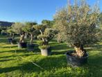 TE KOOP Diverse maten olijfbomen olea europae NU grote keuze, 100 tot 250 cm, Olijfboom, Zomer, Ophalen