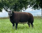 Te koop dassenkop dekrammen, Mannelijk, Schaap, 0 tot 2 jaar