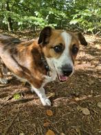 Roedel gezicht voor kruising corgi en jack russel, Dieren en Toebehoren, 6 jaar of ouder, Rabiës (hondsdolheid), Reu, Eén hond