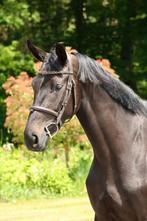 Stalhulp gezocht!, Diensten en Vakmensen, Dieren | Paarden | Verzorging, Oppas en Les