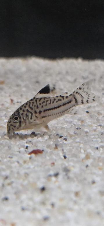 Corydora's/ vissen  beschikbaar voor biedingen