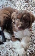 Supermooie Aussiedoodle/aussiedoodles pups, CDV (hondenziekte), 8 tot 15 weken, Groot, Meerdere