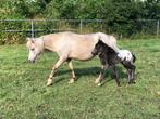 Super leuk Palomino Appaloosa, Dieren en Toebehoren, Pony's, Niet van toepassing, A pony (tot 1.17m), Meerdere dieren, Gechipt