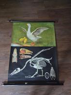 schoolplaat Jung Koch Quentell linnen rolschoolplaat, Ophalen of Verzenden, Natuur en Biologie