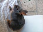 Konijnen, Dieren en Toebehoren, Konijnen, Meerdere dieren, Dwerg, 0 tot 2 jaar