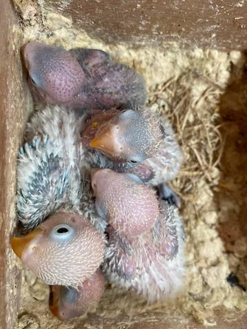 Piepjonge Agapornis fischeri dwergpapegaai  beschikbaar voor biedingen